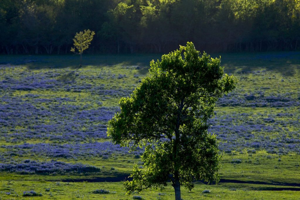 Gates Ranch Draws Buyers